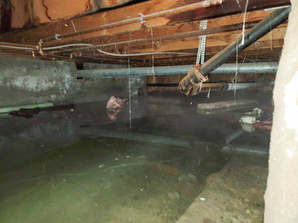 Best Carpet water damage restoration  in Caseyvle, IL