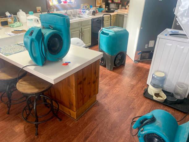 Best Mold removal after water damage  in Caseyvle, IL
