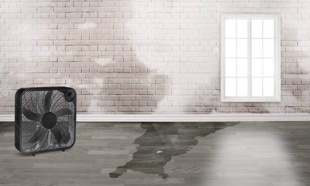  Caseyvle, IL Water damage restoration Pros