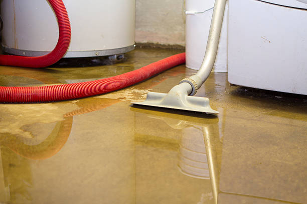 Best Mold removal after water damage  in Caseyvle, IL