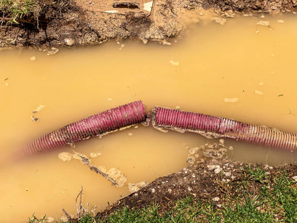Best Water damage restoration specialists  in Caseyvle, IL