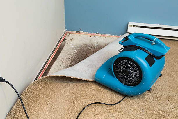 Best Water damage contractors near me  in Caseyvle, IL